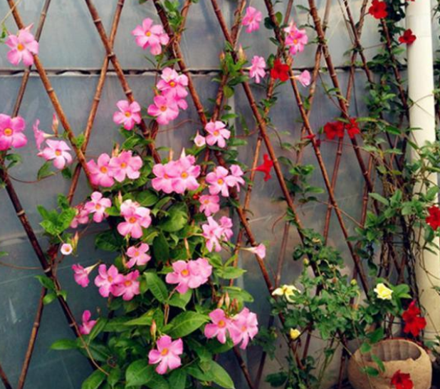 适合院子养的4种爬藤花卉,埋土就活,1年养成花墙!