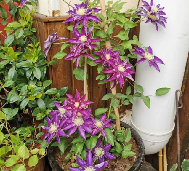 在庭院里,围墙边,花架旁,栽上2棵意大利鸳鸯藤,无需人工干预,不出2个