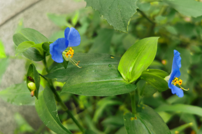 8,鸭跖草