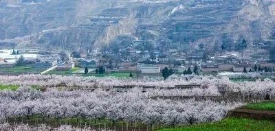 天水麦积新阳镇,有个远近闻名的传统村落胡大村,杏林花雨绵延万亩