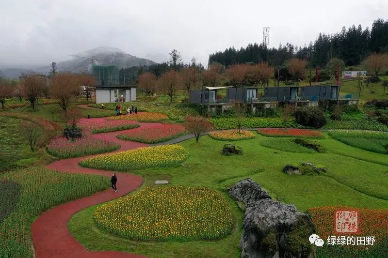 荥经龙苍沟黑石公园郁金香花又盛开