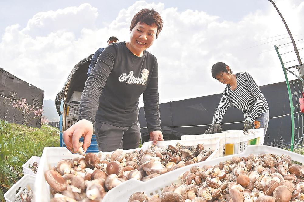 宁德虎贝镇逐步壮大食用菌产业