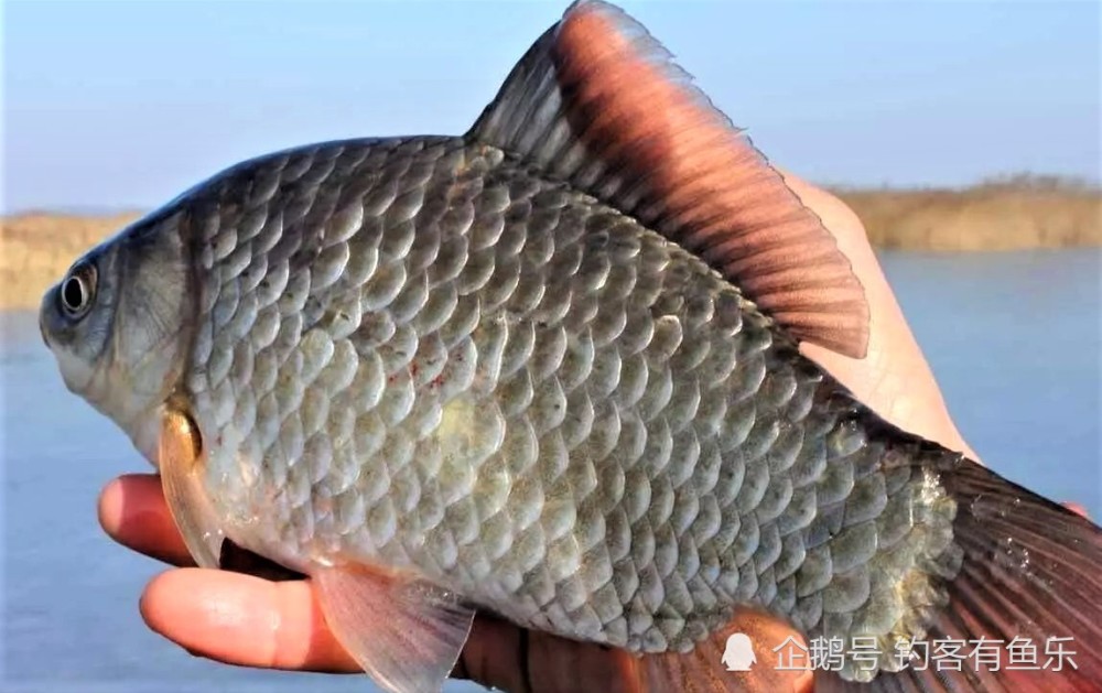 淇河鲫鱼