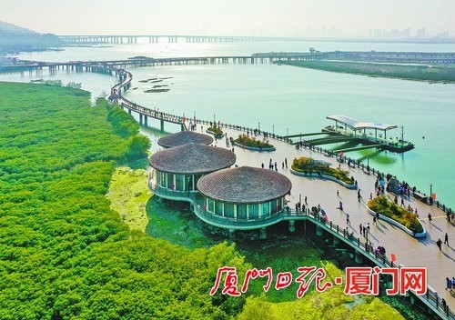 8000株红树苗扎根海沧湾厦门坚持开展红树林保护和恢复种植