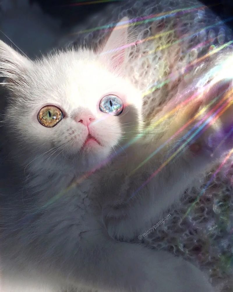 猫趣|让铲屎官融化的异瞳喵星人,眼若星辰,仙气十足,又要骗人养猫了