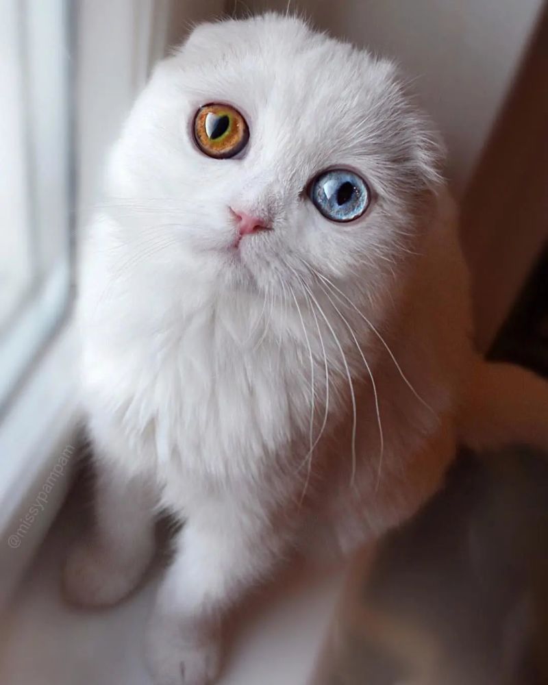 猫趣|让铲屎官融化的异瞳喵星人,眼若星辰,仙气十足,又要骗人养猫了