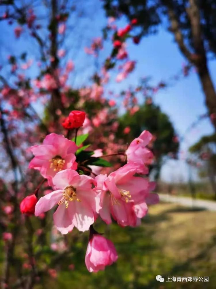 【探索】垂丝海棠正值花期,沪上这11座公园可赏