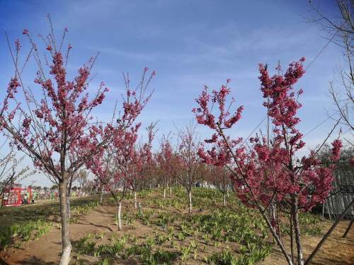 安阳洪河.樱花小镇掠影