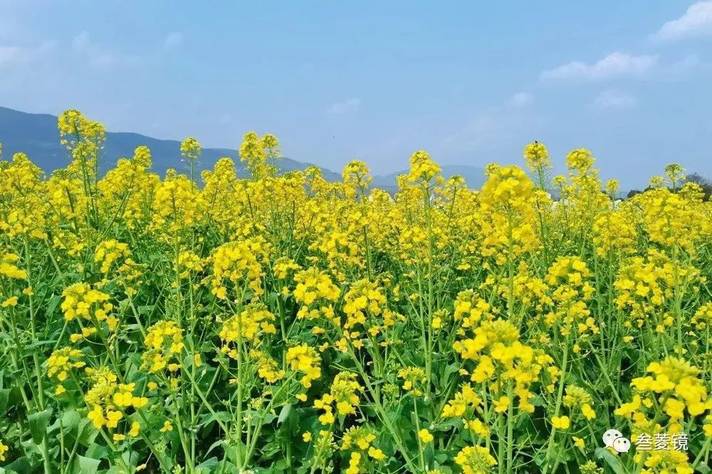 铜仁:油菜花开美如画,遍地金黄好春光