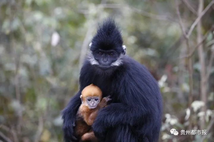喜添6个"猴宝宝"!沿河麻阳河国家自然保护区黑叶猴已达544只