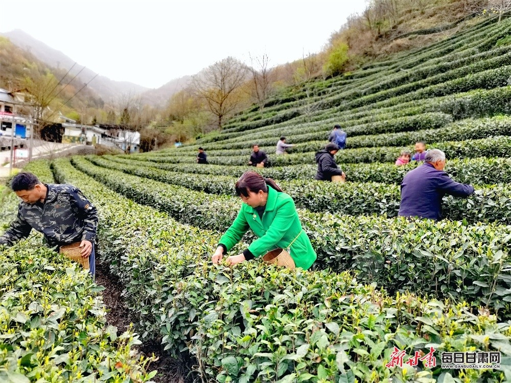 在康县阳坝镇宋沟村的茶园里,嫩绿的芽头冒出,十分饱满,大部分茶叶的