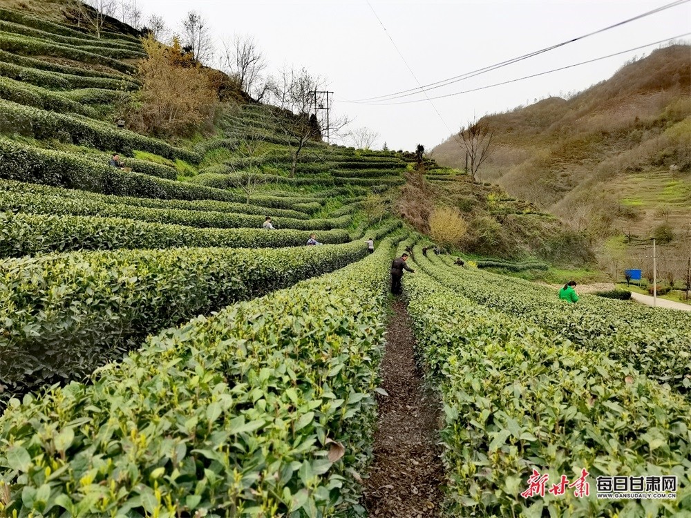 在康县阳坝镇宋沟村的茶园里,嫩绿的芽头冒出,十分饱满,大部分茶叶的