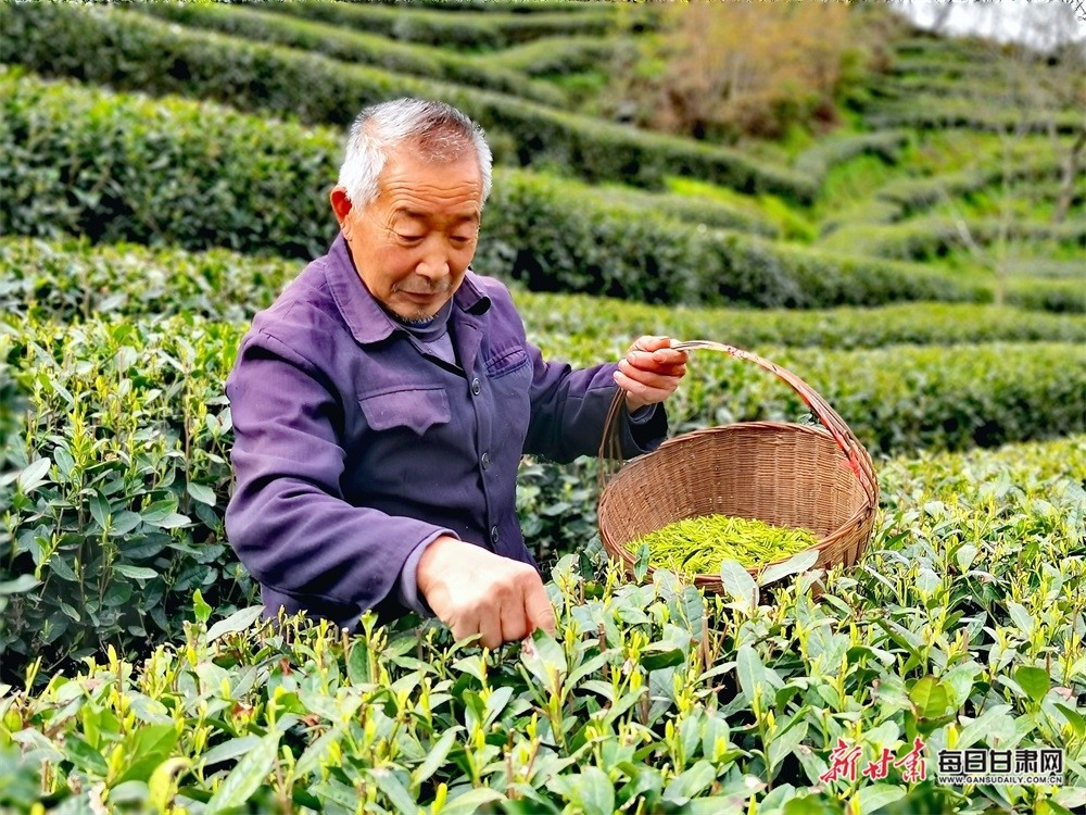 在康县阳坝镇宋沟村的茶园里,嫩绿的芽头冒出,十分饱满,大部分茶叶的