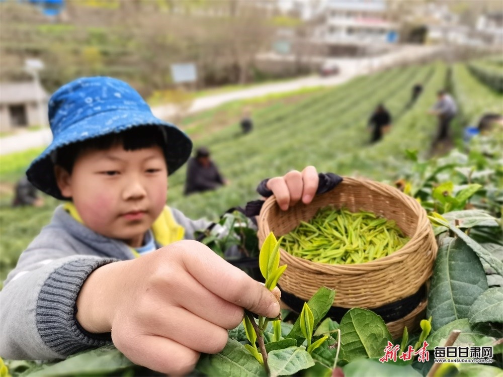 在康县阳坝镇宋沟村的茶园里,嫩绿的芽头冒出,十分饱满,大部分茶叶的