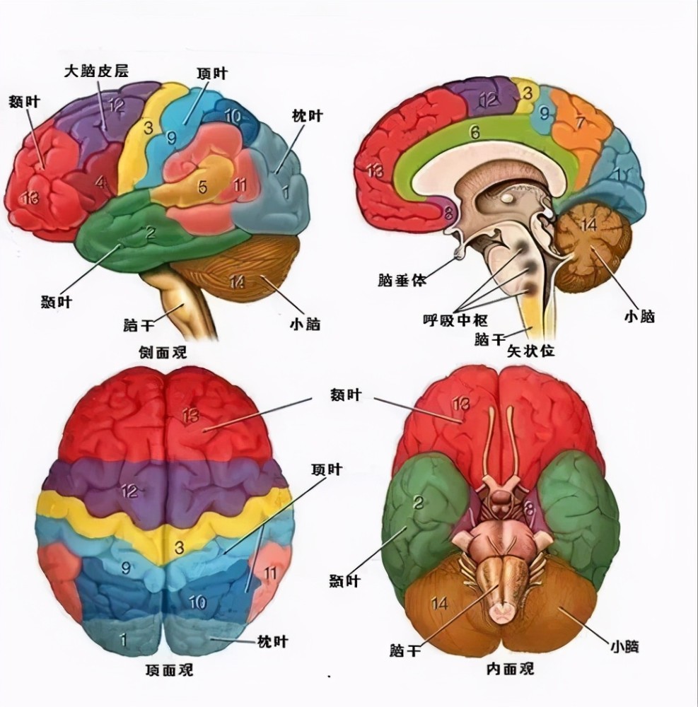细长头骨之谜!检测他们的基因竟不属于地球_腾讯新闻
