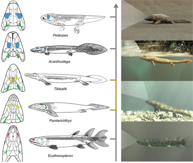 科学家:人类是从鱼进化来的,有化石为证,鱼到人进化过程揭秘