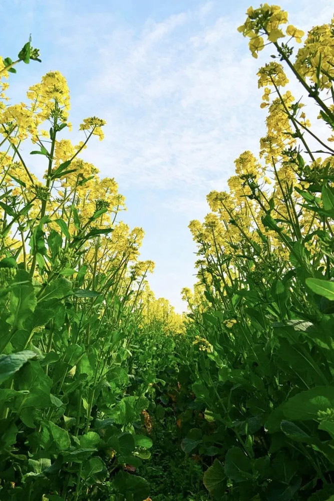无锡这些地方的油菜花美哭了_腾讯新闻