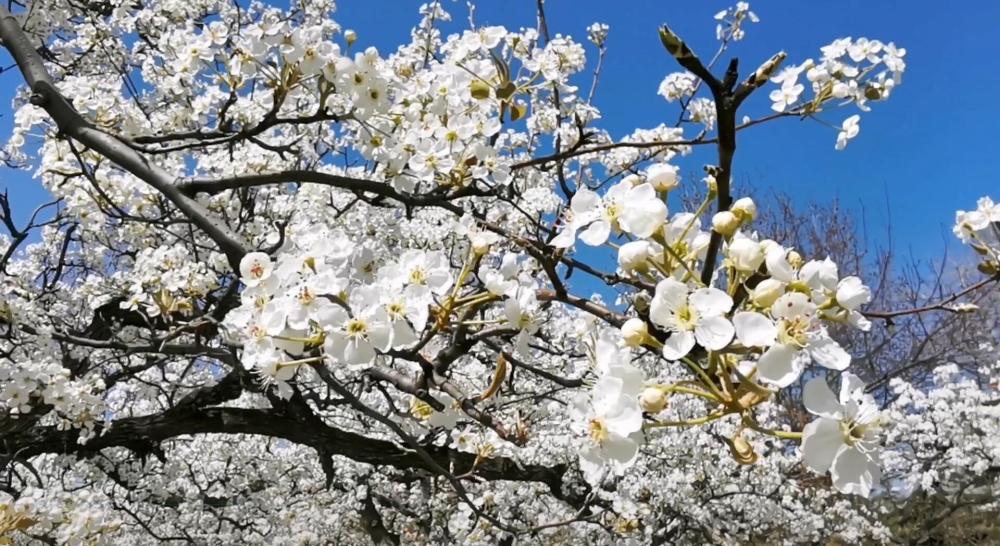 足不出市便可一睹梨花盛开——河北邯郸邯山区梨园盛开引来众游客