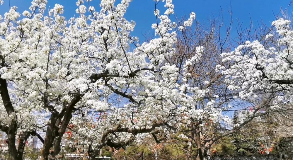 足不出市便可一睹梨花盛开——河北邯郸邯山区梨园盛开引来众游客