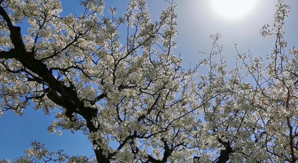 足不出市便可一睹梨花盛开——河北邯郸邯山区梨园盛开引来众游客