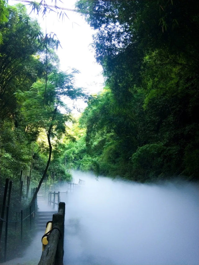 可"穿越"至龙门山生物多样性博览园天府川西竹海推出高空全景走廊