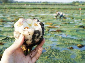 这种被誉为"水中人参"的植物,大家知道吗|芡实|睡莲科|莲子|种子