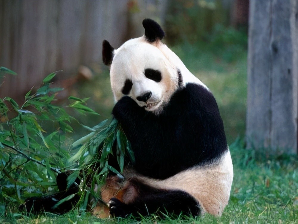 胆小的小熊猫,为什么遇到危险时总会"举手投降"?