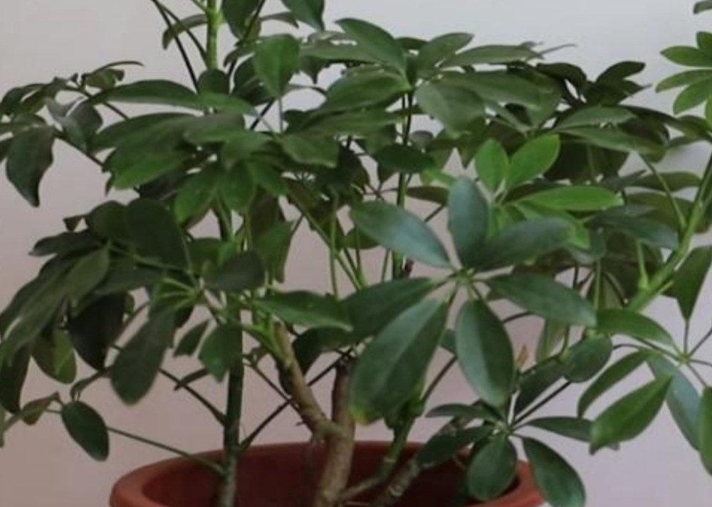 养鸭脚木,怎样管理才能让它长得旺盛?