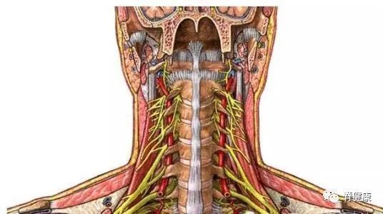 在正常情况下颈椎有8对脊神经,第五对颈神经分布在肩关节周围.