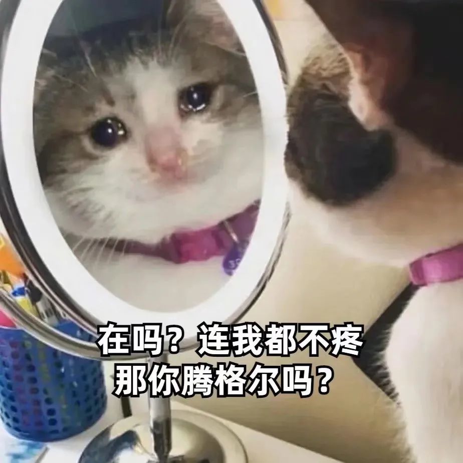 表情包|委屈猫猫