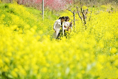 河南省信阳市罗山县尤店乡方湾村的油菜花迎春盛开,金色花海与青青