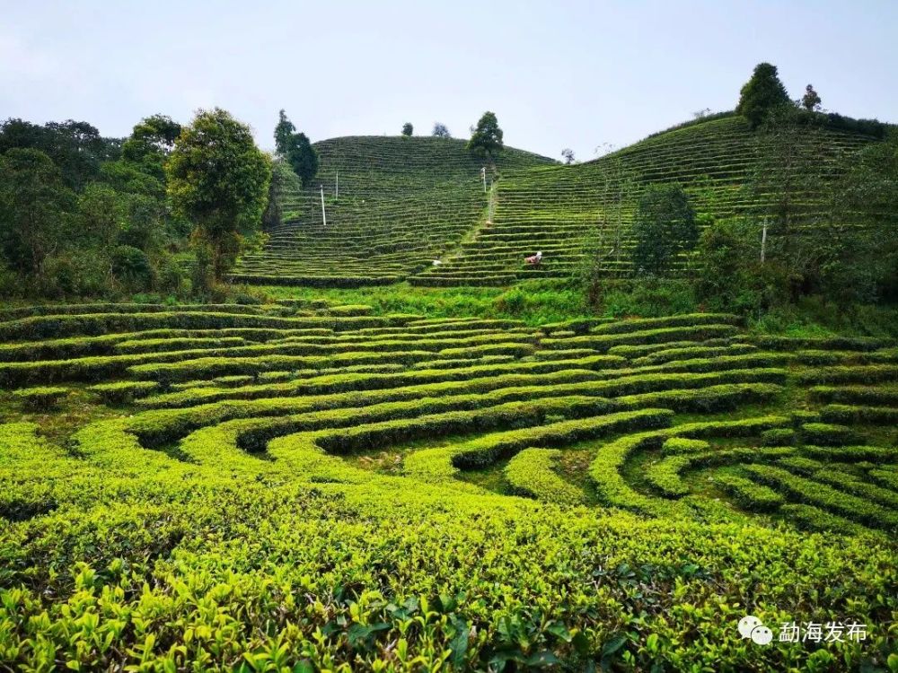 春茶,一场春天里的盛事|勐海县80余万亩春茶陆续开采啦!