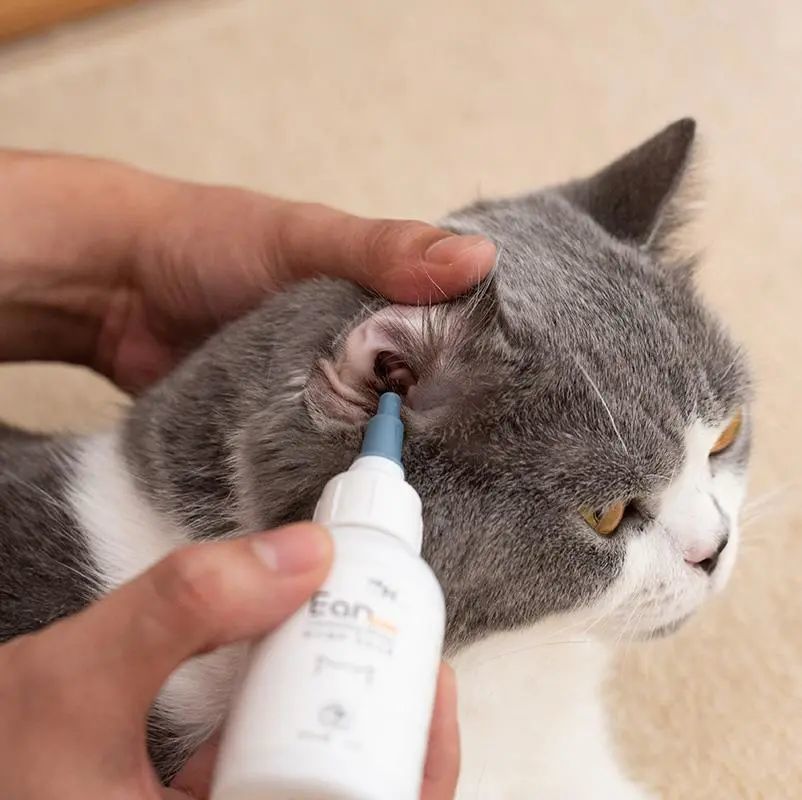 猫咪耳朵的清洁技巧