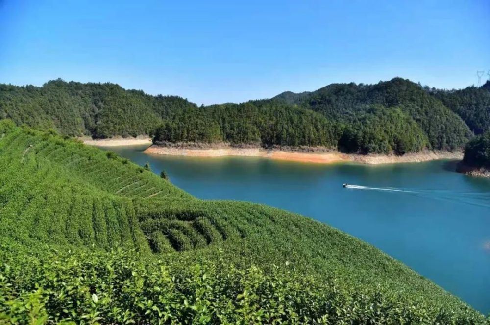 喝淳安鸠坑茶,在美丽千岛湖茶园,感受绿色食品鲜爽