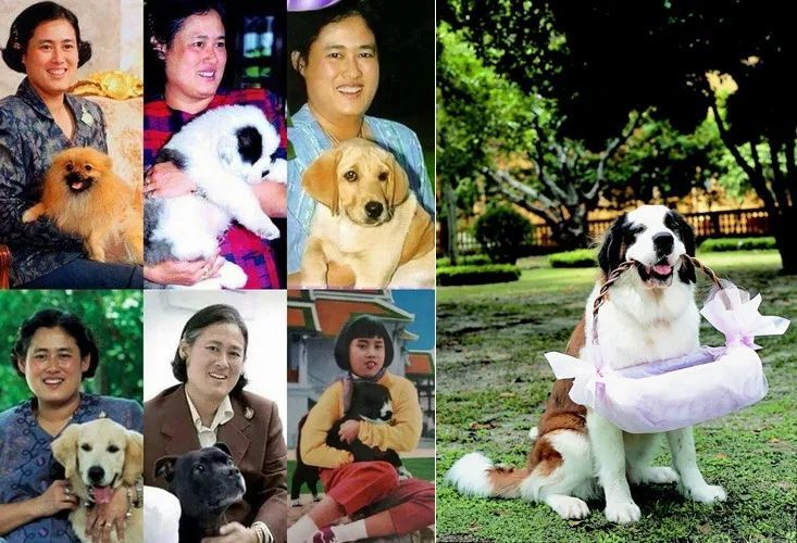 八卦|我们搞到了泰国王室的养狗名单,还有八卦