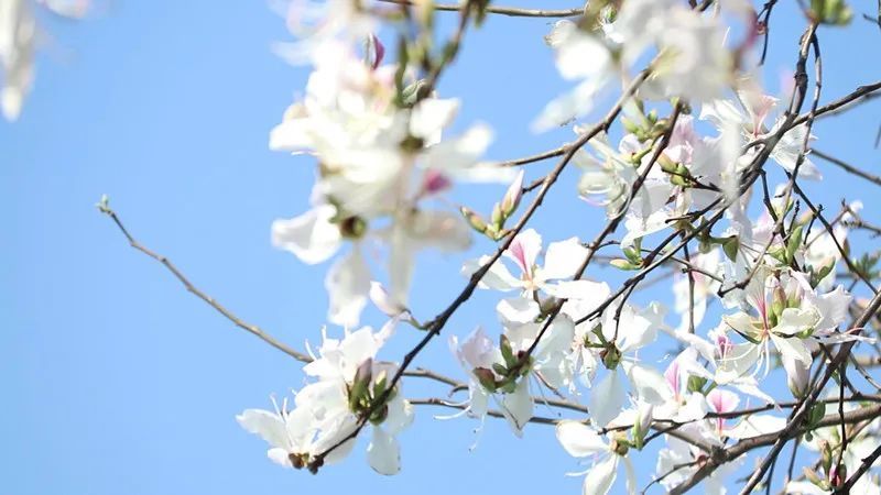 保山施甸:白露花的这十种吃法,你知道吗?
