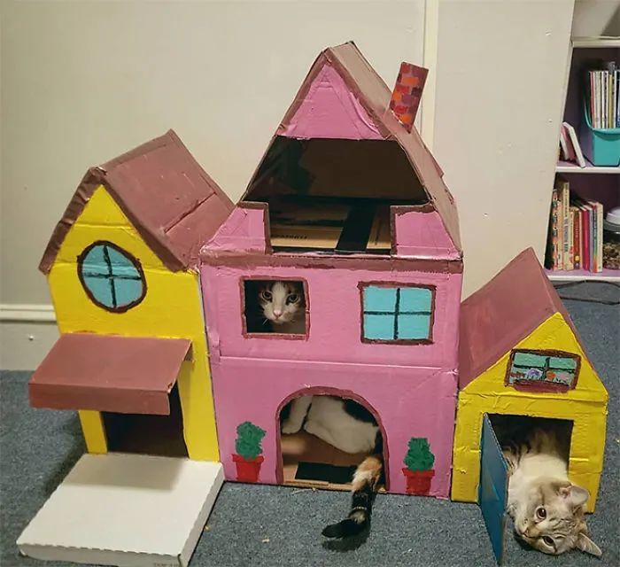 旧纸箱变成了猫星人最爱的城堡,铲屎官们看完纷纷都想要同款