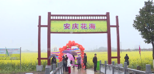 安乡|大鲸港镇:"油菜花经济"助力乡村振兴