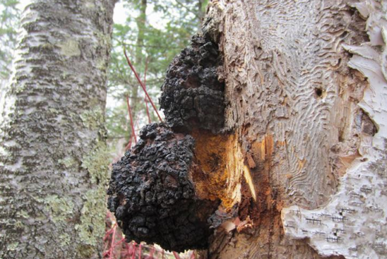 白桦树上的"肿瘤",能让树干枯死,却是名贵野生菌,数千
