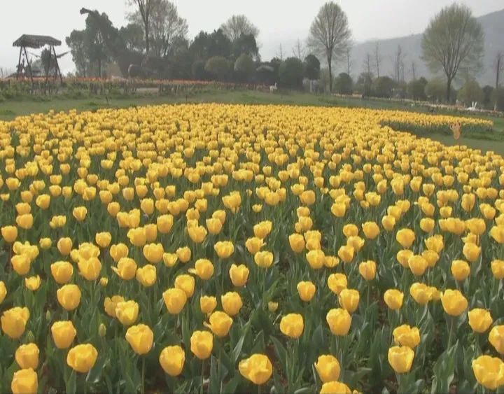 钟山区:大河堡凉都花海50万株郁金香花开正艳