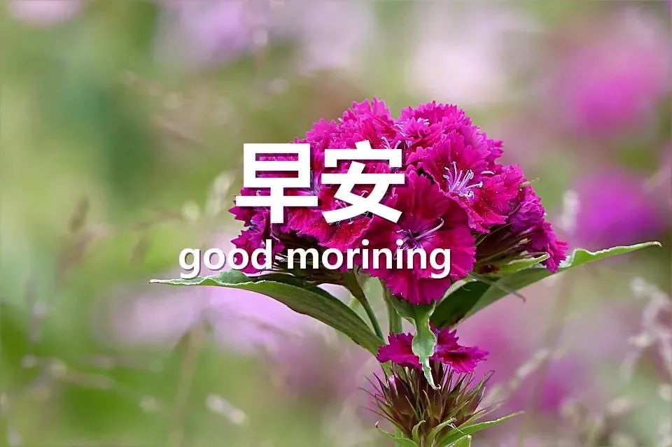 朋友圈正能量句子,适合清晨起来的你,早安!