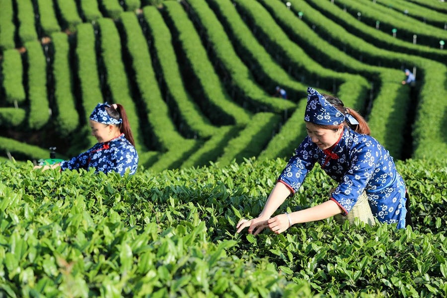 泸州:茶山晨景美 春来采茶忙