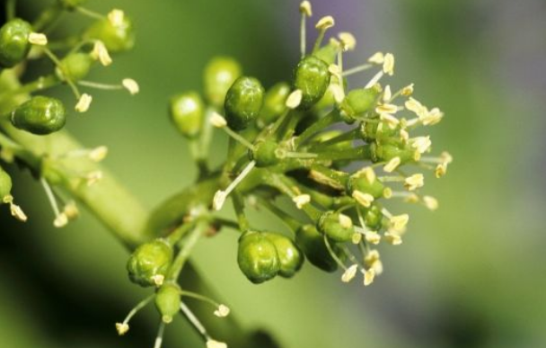 在葡萄开花期之前预防和控制病虫害,避免药物使葡萄