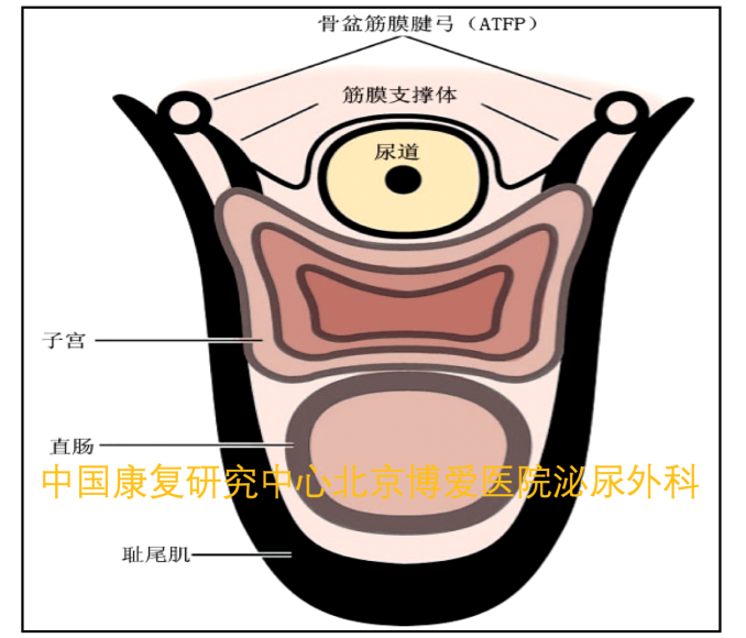 阴道前壁通过侧向附着在肛提肌(耻尾肌)和atfp的骨盆内筋膜上为尿道