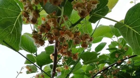 猕猴桃授粉后,坐不住果甚至大量落果!这些是罪魁祸首