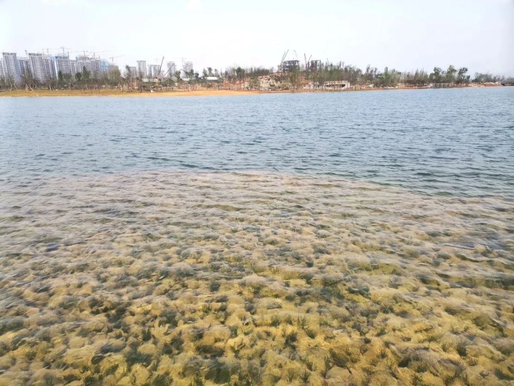 东安湖将现"白浪逐沙滩"