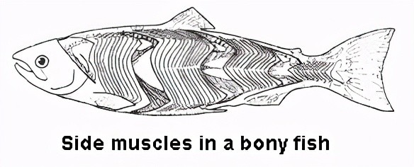鱼体的肌肉会按从头至尾的顺序进行收缩,身体逐个部位弯曲,产生向后的