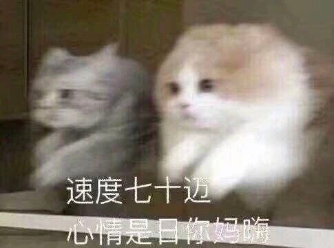 萌宠表情包小猫咪向你敬礼啦