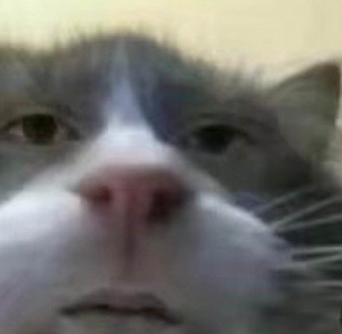 萌宠表情包小猫咪向你敬礼啦