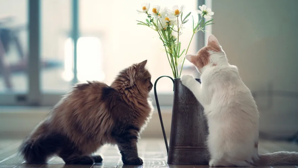 猫咪生来高冷所以不怕孤独?事实证明70%的猫咪患有分离焦虑症